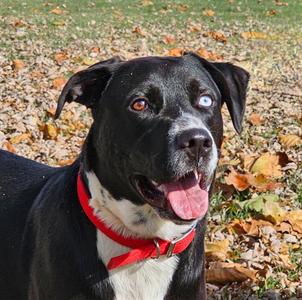 Bravo, Labrador Retriever / Husky, adult, available for adoption
