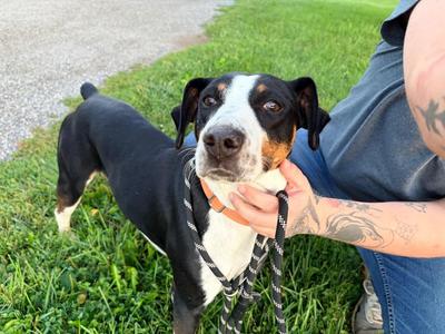 Leo, Rat Terrier / Hound, young, available for adoption