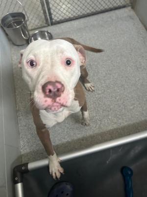 A white and brown pit bull dog standing in a kennel, looking up at the camera with its ears back and tongue slightly out.