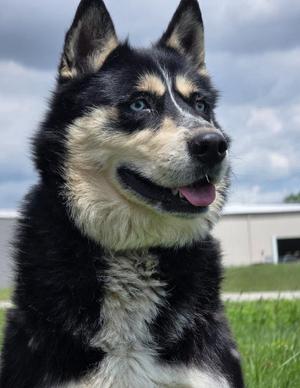 Mia, Husky, adult, available for adoption