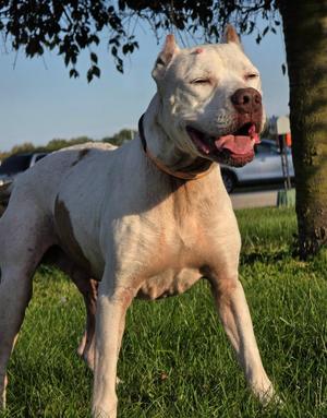 Mardi, American Bulldog / Pit Bull Terrier, senior, available for adoption