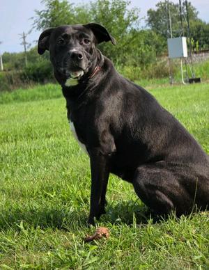 Kennedy, Pit Bull Terrier / Labrador Retriever, young, available for adoption