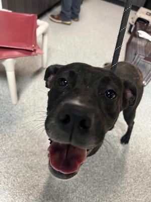 Kennedy, Pit Bull Terrier / Labrador Retriever, young, available for adoption