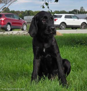 Merlin, Cane Corso / Coonhound, puppy, available for adoption