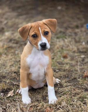 A small brown and white puppy sitting on the ground.