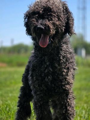 Fido, Poodle / Labrador Retriever, young, available for adoption