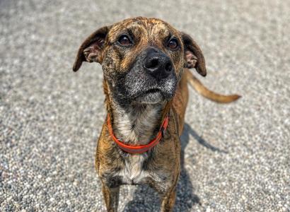 Jackson, Boxer / Pit Bull Terrier, young, available for adoption