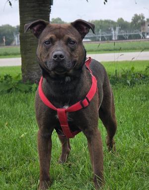 Bear, Pit Bull Terrier, adult, available for adoption