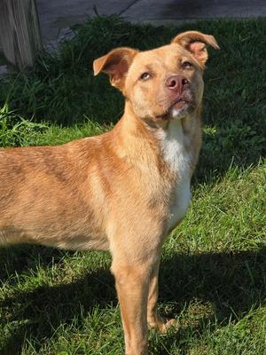 Kenny, Labrador Retriever / Pit Bull Terrier, young, available for adoption