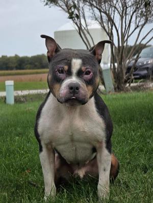 Ricky, American Bulldog / Pit Bull Terrier, young, available for adoption
