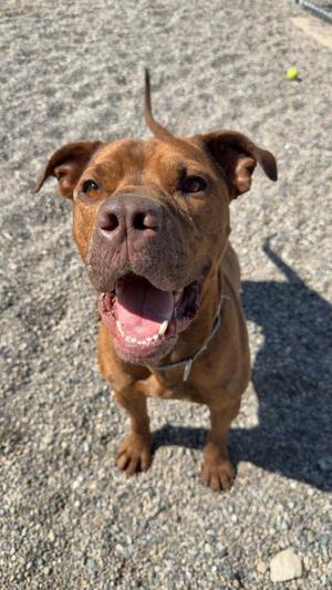 Red, Pit Bull Terrier, adult, available for adoption