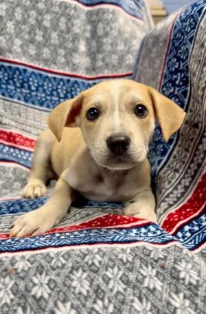 Blondo, Australian Shepherd, puppy, available for adoption