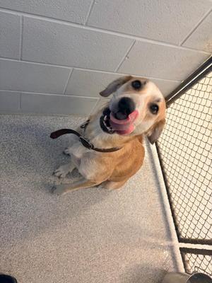 A brown and white dog with floppy ears is sitting on a concrete floor, looking up with its tongue out. The dog is wearing a collar and is inside a kennel with a wire mesh door.