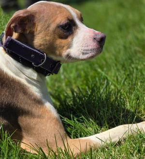 Maggie Mae, Pit Bull Terrier / Jack Russell Terrier, puppy, available for adoption