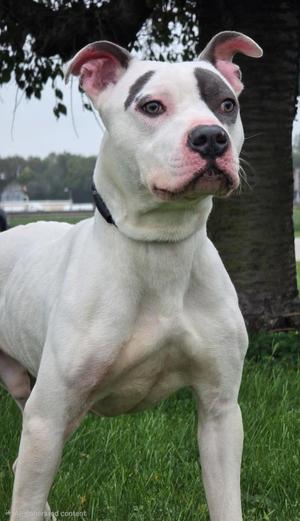 Jack, Pit Bull Terrier, young, available for adoption