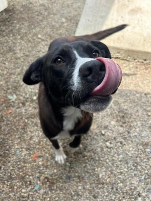 Nori, Collie / Labrador Retriever, young, available for adoption