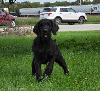 Marlin (adopted Music P/u after SX on 9/30), Cane Corso / Coonhound, puppy, available for adoption