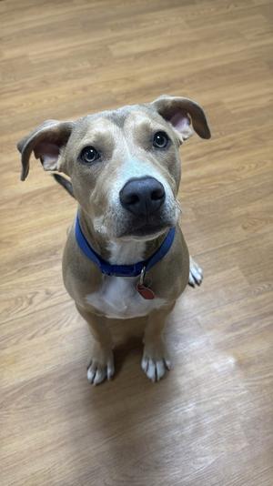 A brown and white dog with a blue collar is sitting on a wooden floor, looking up at the camera.