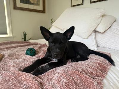 Peanut, Mixed Breed, puppy, available for adoption