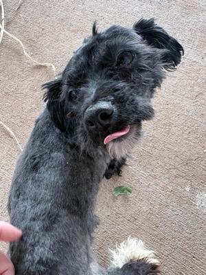Cheeze Tax, Mixed Breed, young, available for adoption