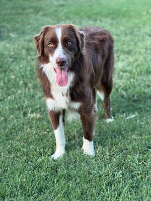 A brown and white dog with a pink tongue sticking out, standing on a grassy field.
