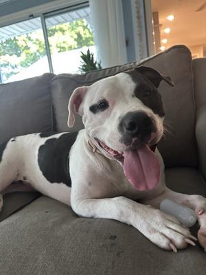 Licorice, Mixed Breed, adult, available for adoption