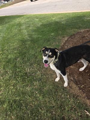 A black and white dog with a pink tongue sticking out, standing on a grassy area next to a dirt path.