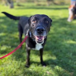 A black dog with a white patch on its chest, wearing a red leash, standing on grass and looking at the camera with its mouth open.