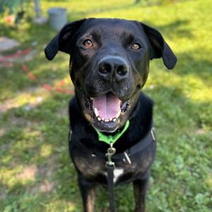 Max, Mixed Breed, adult, available for adoption