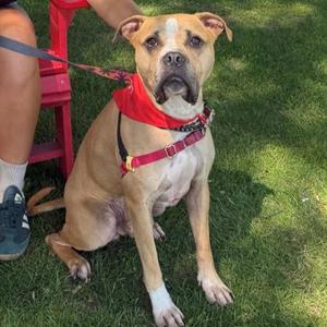 Louie, Mixed Breed, adult, available for adoption