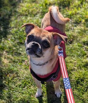 Jewel, Chihuahua - Smooth Coated Mix, adult, available for adoption