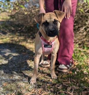 Frankie, Labrador Retriever Mix, young, available for adoption