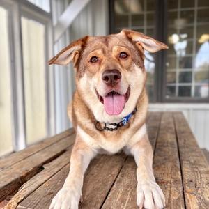 Oakleigh, Alaskan Husky Mix, adult, available for adoption