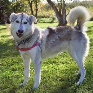 Bella, Alaskan Husky Mix, adult, available for adoption