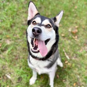 Aura, Siberian Husky Mix, adult, available for adoption