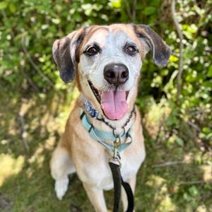 Shiloh, Hound Mix, senior, available for adoption