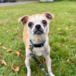 Jinx, Chihuahua - Smooth Coated Mix, adult, available for adoption