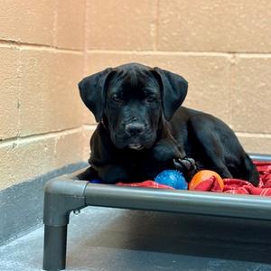 Beaver, Boxer Mix, puppy, available for adoption