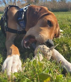 Bambi, Hound Mix, young, available for adoption