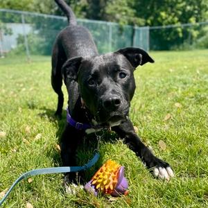 Pinot Noir, Boxer Mix, young, available for adoption