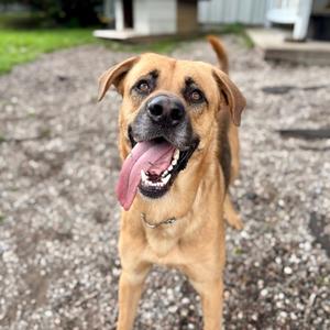 Mike "The Situation", German Shepherd Dog Mix, adult, available for adoption