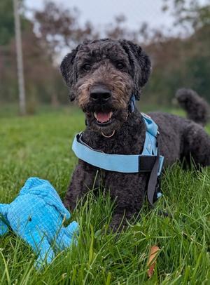 Max, Poodle - Standard Mix, adult, available for adoption