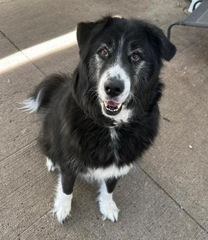 A black and white dog with a fluffy coat, standing on a concrete surface, looking up with a happy expression.