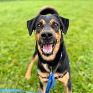 Pauly D, German Shepherd Dog and Rottweiler, adult, available for adoption