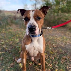 Bennett, Boxer Mix, adult, available for adoption