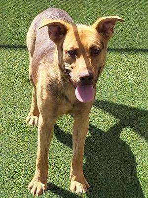 KATO, Queensland Heeler and German Shepherd Dog, young, available for adoption
