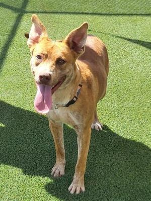 A brown dog with perked ears and a pink tongue standing on green artificial grass.