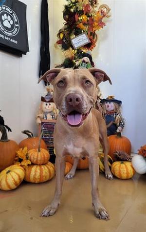 DIAMOND, American Pit Bull Terrier, adult, available for adoption