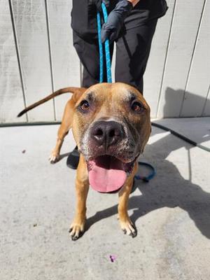 DEXTER, American Pit Bull Terrier, senior, available for adoption