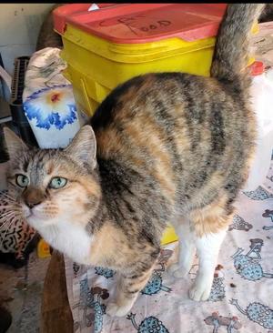Bambi, senior, available for adoption
